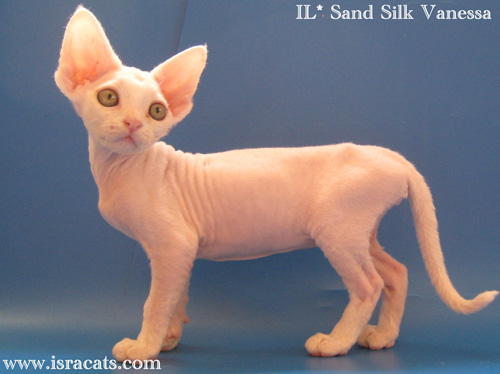 Vanessa Sand Silk Devon Rex Female,More pictures
