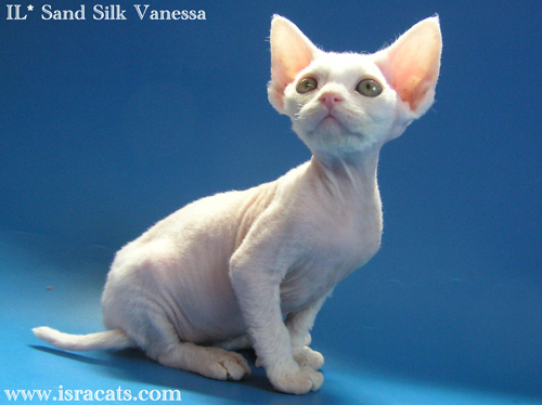 Devon Rex white female kitten, IL*  Sand Silk Vanessa