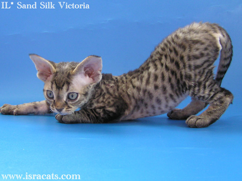 Devon Rex black tabby female kitten, IL* Sand Silk Victoria