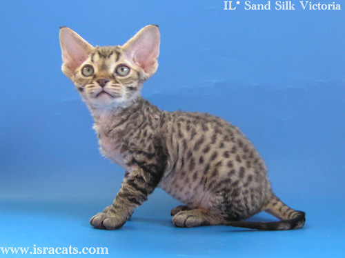 Victoria Sand Silk Devon Rex Kitten,More pictures
