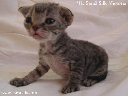 Victoria Sand Silk Devon Rex Kitten,More pictures