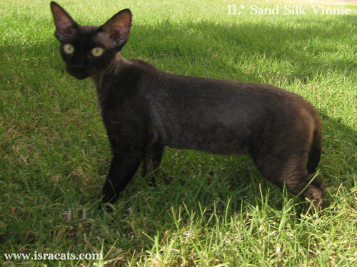 Available Devon Rex  black male kitten, IL* Sand Silk  Vinnie