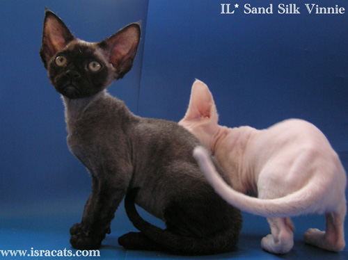 Vinnie Sand Silk Devon Rex Male,More pictures