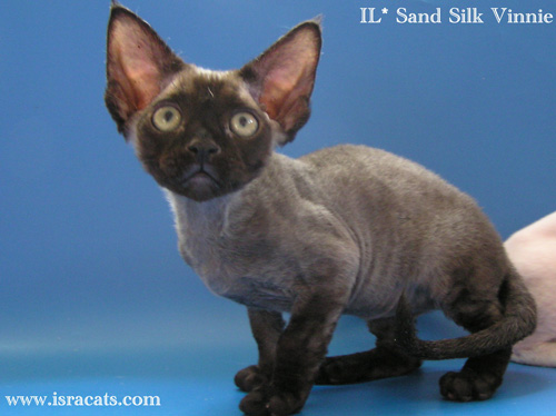 Vinnie Sand Silk Devon Rex Male,More pictures