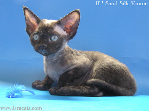 Available Devon Rex black male kitten, IL* Sand Silk Vinnie