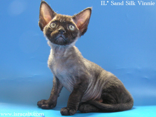 Available Devon Rex black male kitten, IL* Sand Silk Vinnie