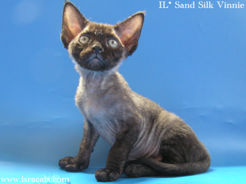 Vinnie Sand Silk Devon Rex Male,More pictures