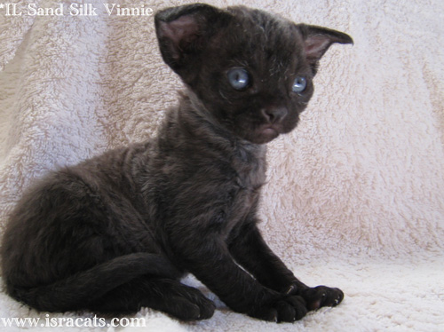 Vinnie Sand Silk Devon Rex Male,More pictures