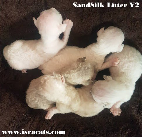 Sand Silk Litter V2 