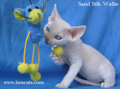 Wallie Sand Silk Devon Rex Kitten,More information and pictures