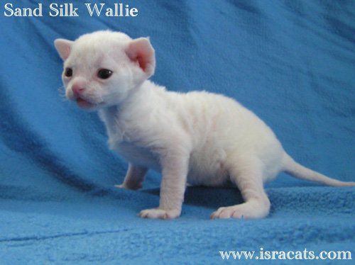 Devon Rex white male kitten,  Sand Silk Wallie