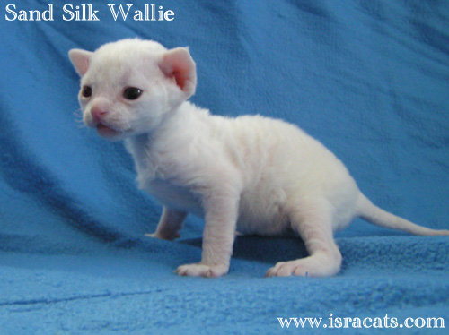 Devon Rex Sand Silk Litter,More information and pictures