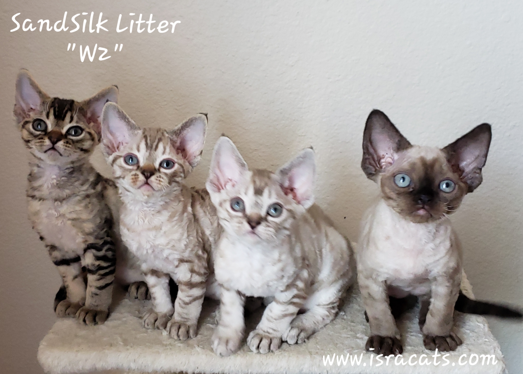 Sand Silk Litter W2 