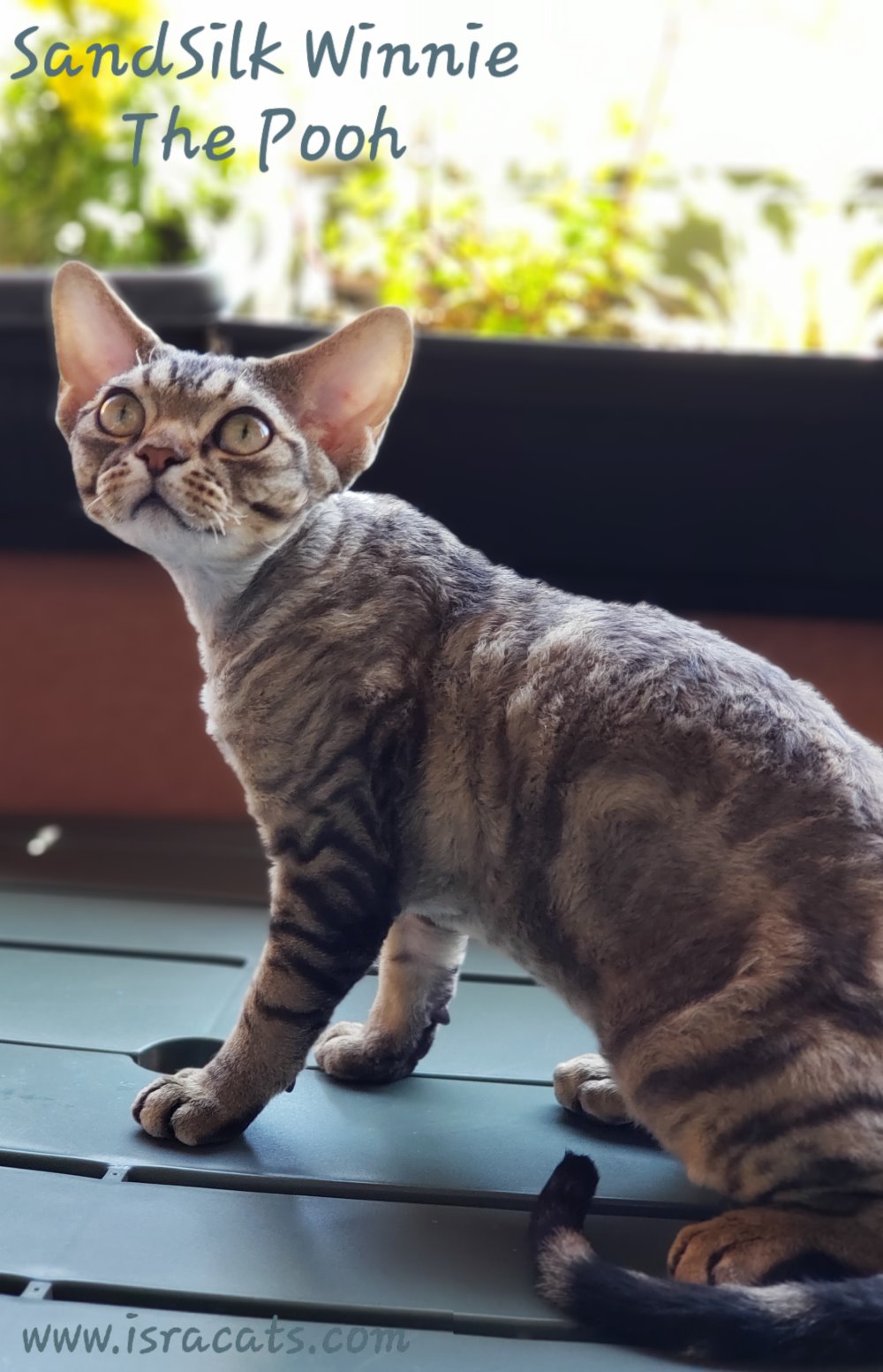  Sand Silk Winnie the Pooh Devon Rex  male, color  brown classic tabby 