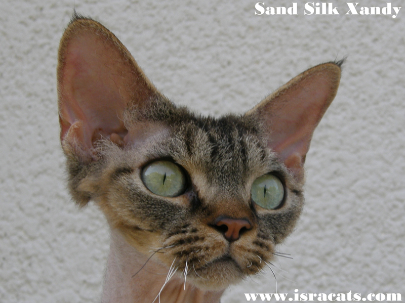 Sand Silk Xandy,  