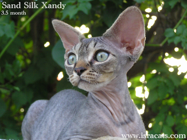   Sand Silk Xandy