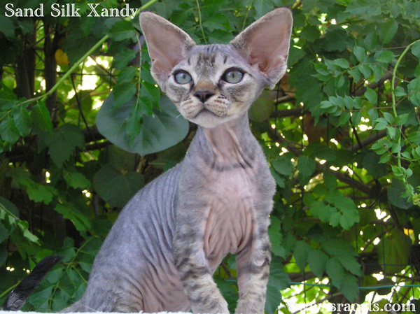 Sand Silk Xandy,Devon Rex Female Kitten