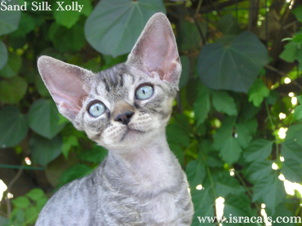 Sand Silk Xolly, Devon Rex black spotted tabby  female kitten,from israeli cattery Sand Silk