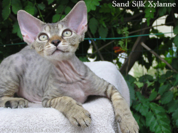 Sand Silk Xylanne,Devon Rex black spotted tabby  female kitten,from israeli cattery Sand Silk 
