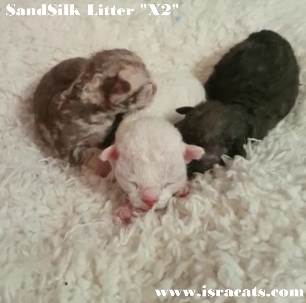 Sand Silk Litter X2 