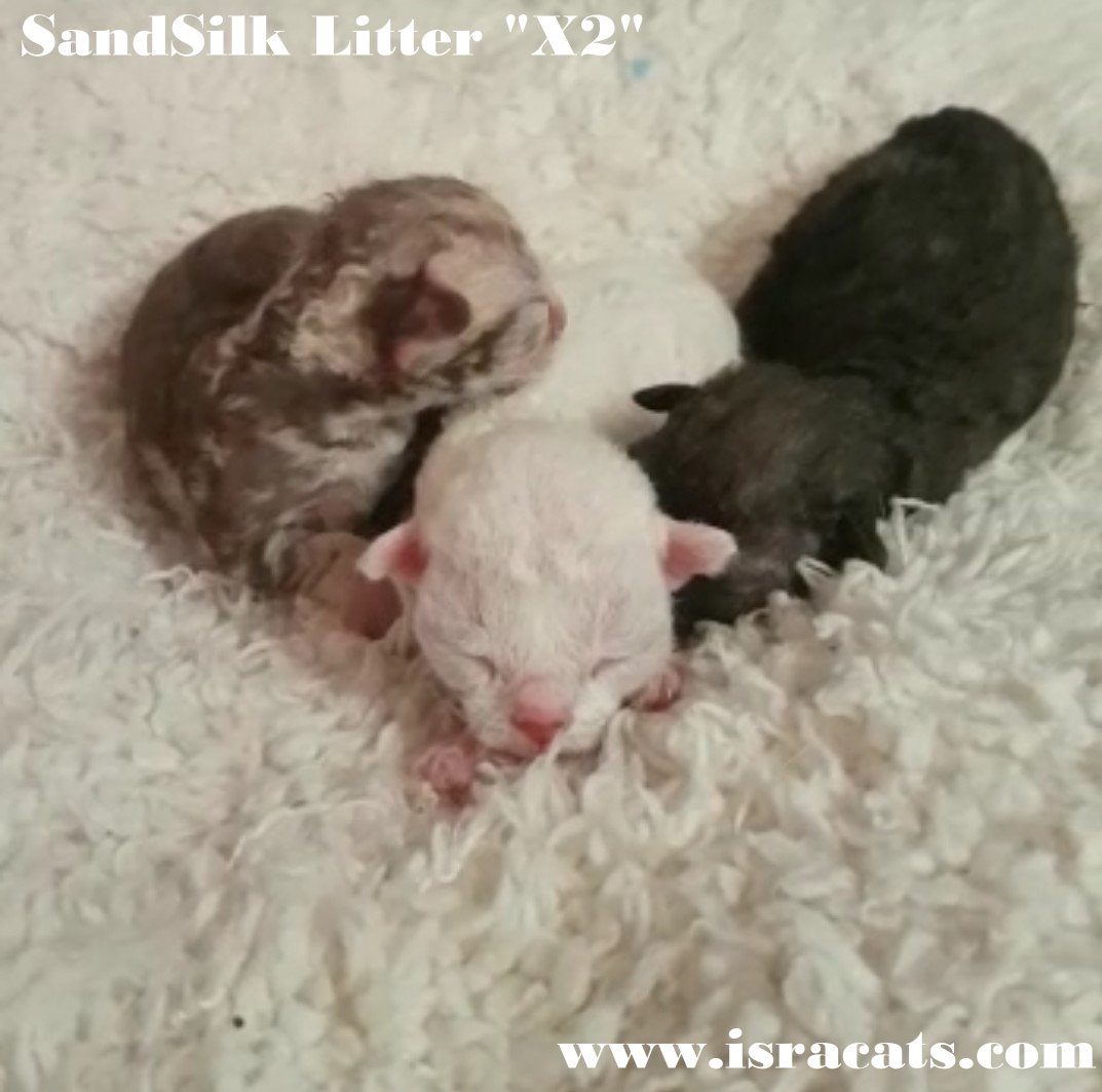 Devon Rex Sand Silk Litter,More information and pictures