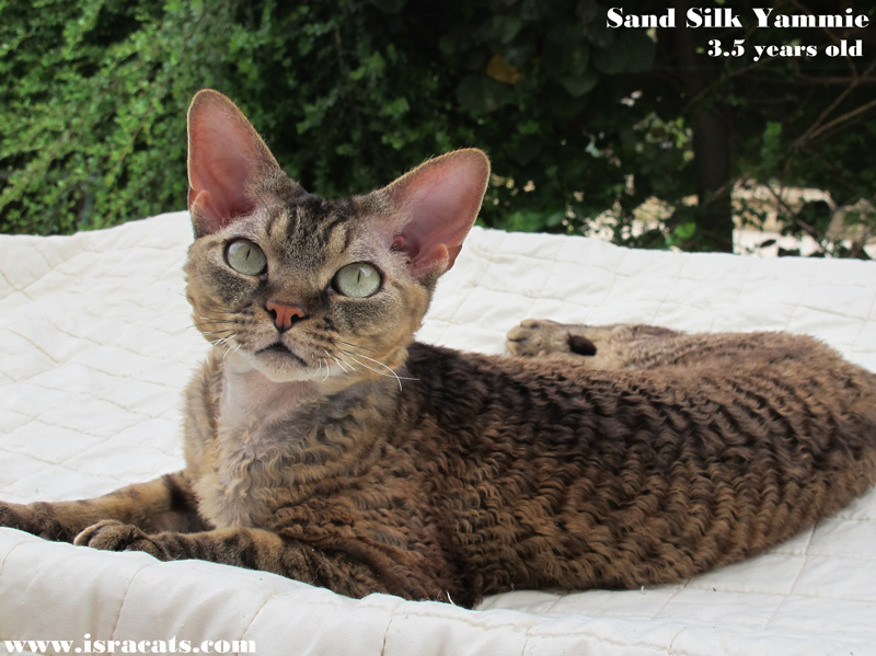 Sand Silk Yammie , Devon Rex Brown Spotted Tabby male 