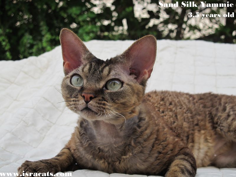 Sand Silk Yammie , Devon Rex Brown Spotted Tabby male 