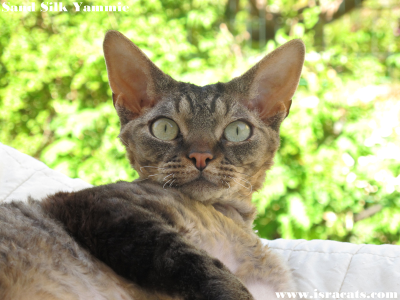 Sand Silk Yammie,���� ���� ���