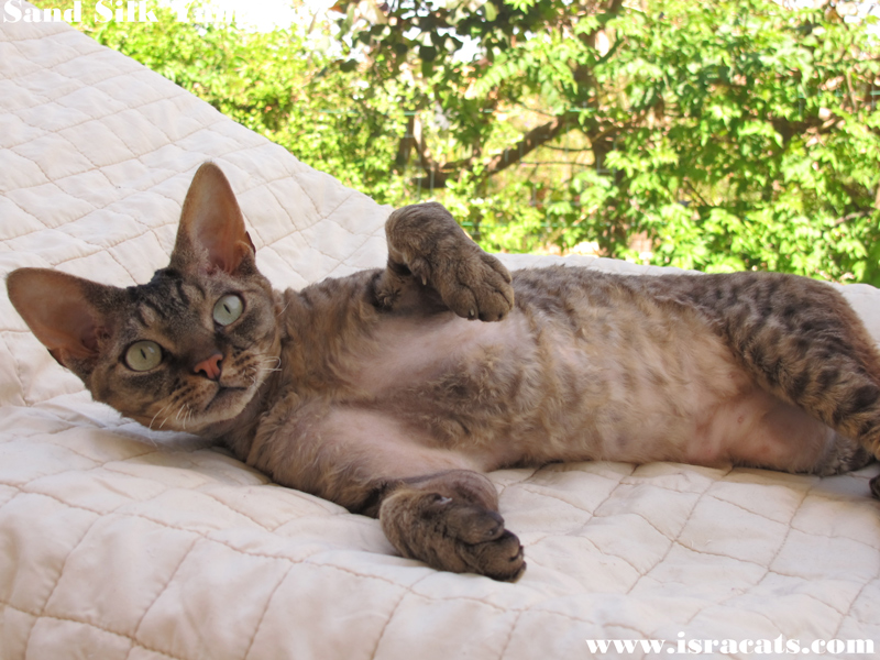 ������ ������ Sand Silk Yammie