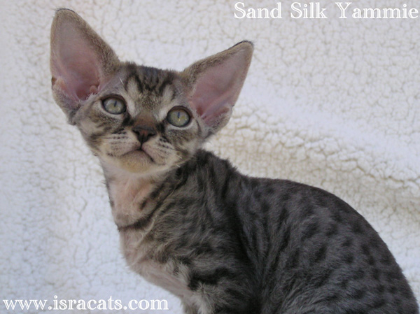 Sand Silk Yammie,Devon Rex black spotted tabby  male kitten from israeli cattery Sand Silk 