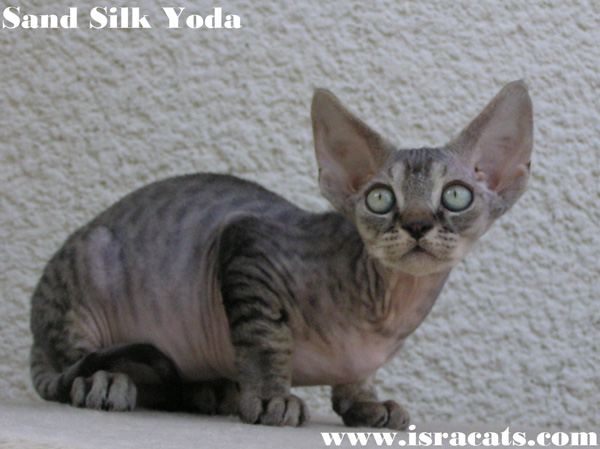 Sand Silk Yoda,   