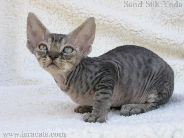 Sand Silk Yoda,Devon Rex black spotted tabby  male kitten,from israeli cattery Sand Silk 