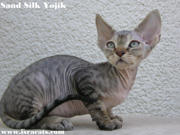 Sand Silk Yojik, Devon Rex male Kitten