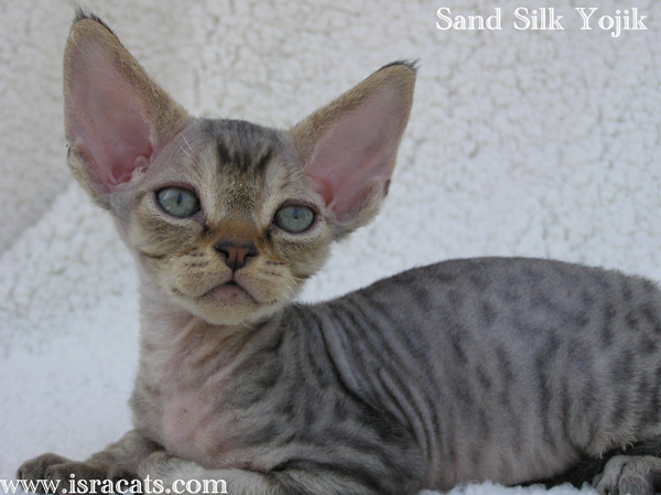 Sand Silk Yojik,Devon Rex black spotted tabby  male kitten from israeli cattery Sand Silk 