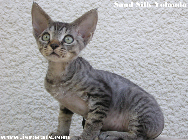 Sand Silk Yolanda , Devon Rex Female Kitten