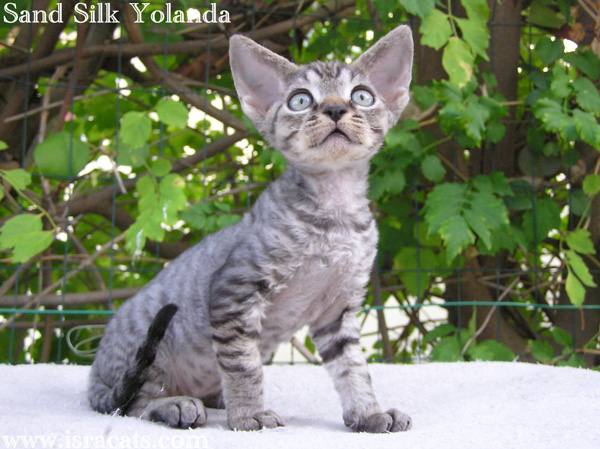 Sand Silk Yolanda,Devon Rex black spotted tabby  female kitten from israeli cattery Sand Silk 