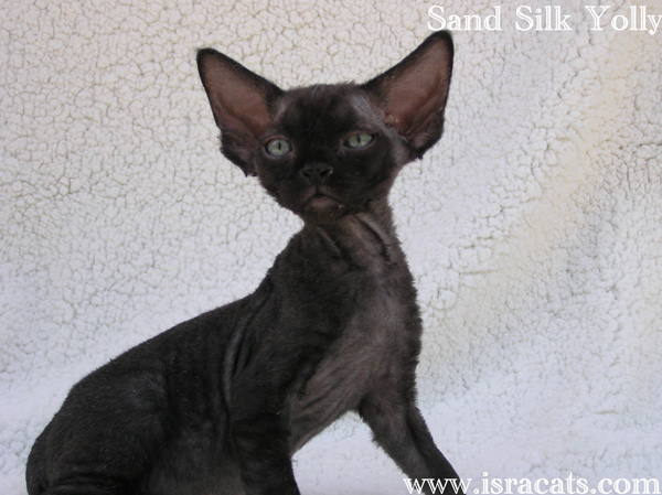 Sand Silk Yolly,Devon Rex black female kitten,from israeli cattery Sand Silk 