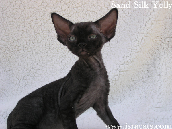 Sand Silk Yolly , Devon Rex Black Female 