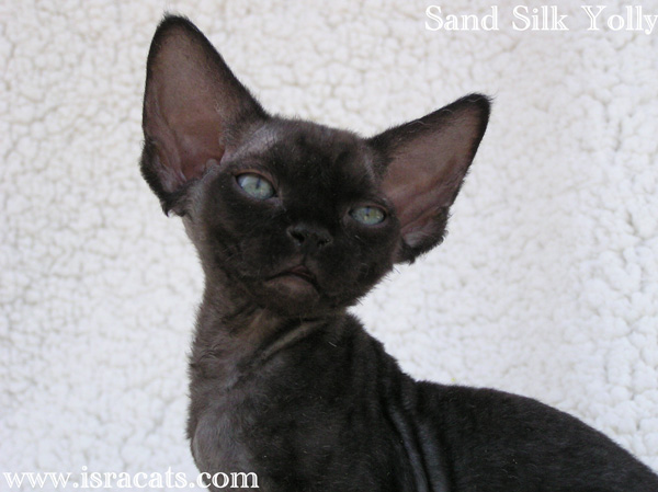 More pictures of Sand Silk Yolly