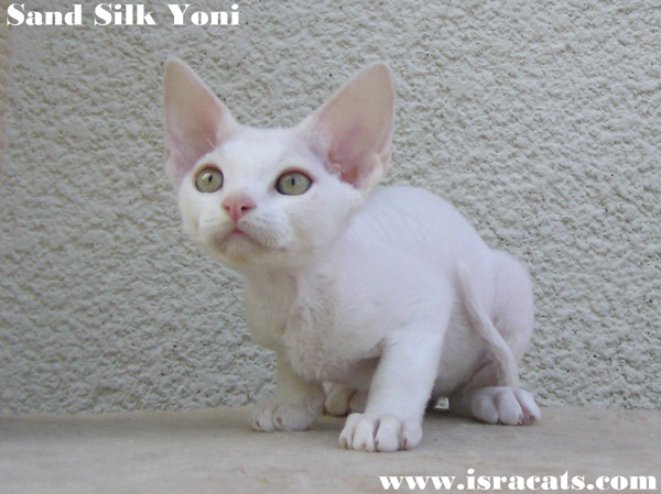  Sand Silk Yoni,    