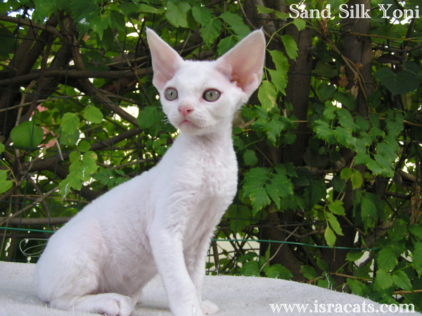 Sand Silk Yoni,Devon Rex white  male kitten,from israeli cattery Sand Silk 