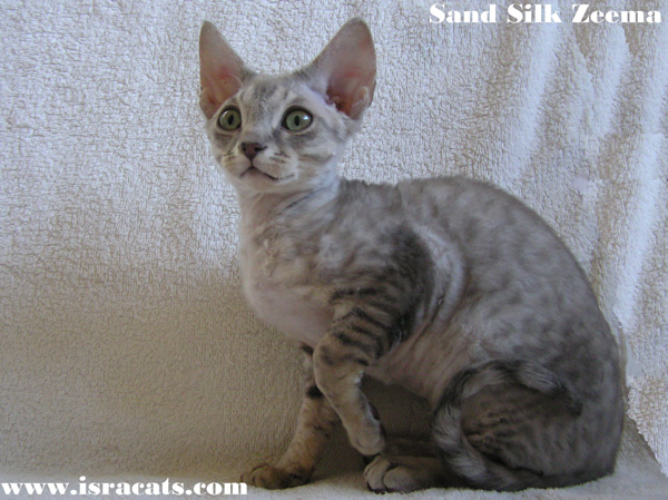 Sand Silk Zeema Devon Rex Kitten,More information and pictures