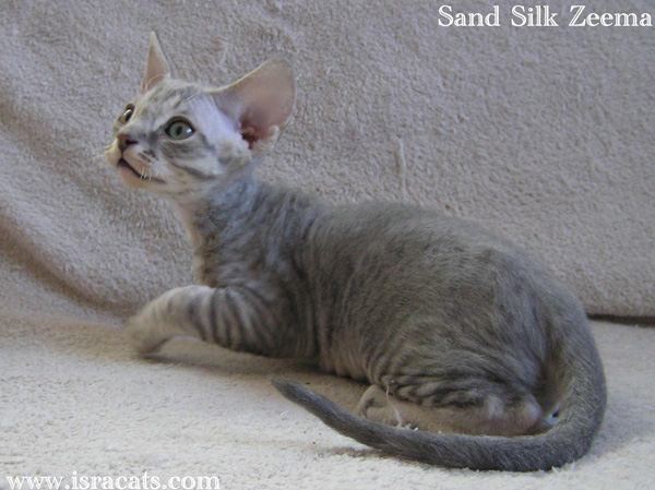 Sand Silk Zeema,Devon Rex blue spotted tabby  male kitten from israeli cattery Sand Silk 