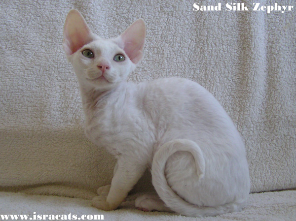 Sand Silk Zephyr Devon Rex Kitten,More information and pictures