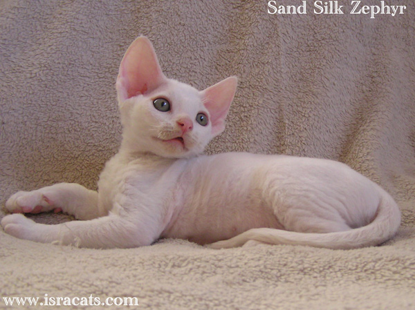 Sand Silk Zephyr,Devon Rex white  male kitten from israeli cattery Sand Silk 
