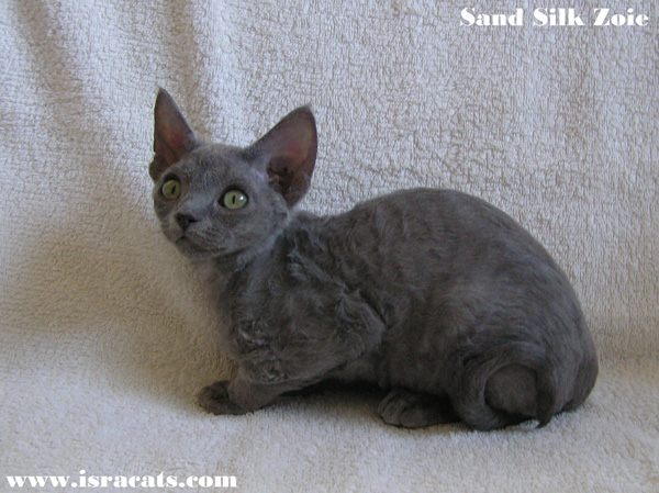 Sand Silk Zoie Devon Rex Kitten,More information and pictures