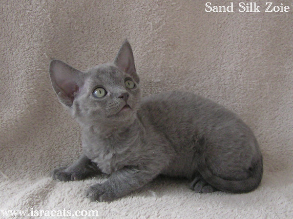 Sand Silk Zoie,Devon Rex blue  female kitten,from israeli cattery Sand Silk 