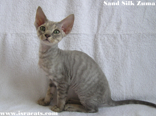 Sand Silk Zuma Devon Rex Kitten,More information and pictures