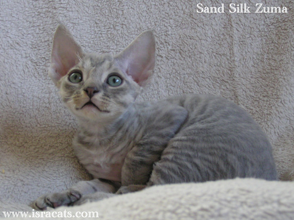 Sand Silk Zuma,Devon Rex blue spotted tabby  male kitten,from israeli cattery Sand Silk 