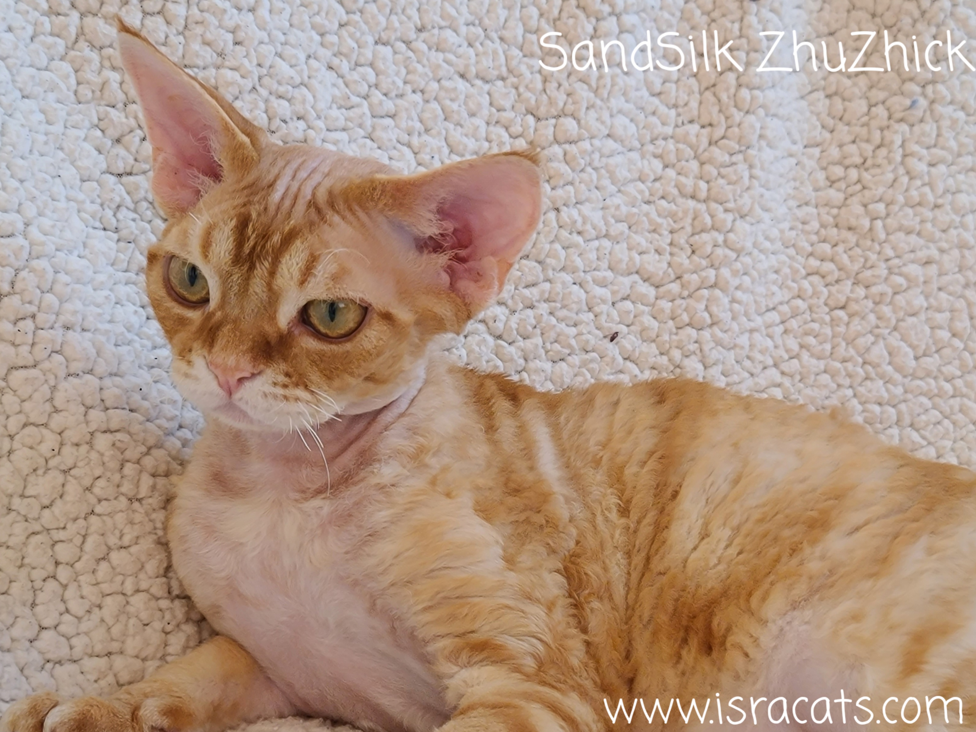  Sand Silk ZhuZhick Devon Rex  male, color  red silver classic tabby 